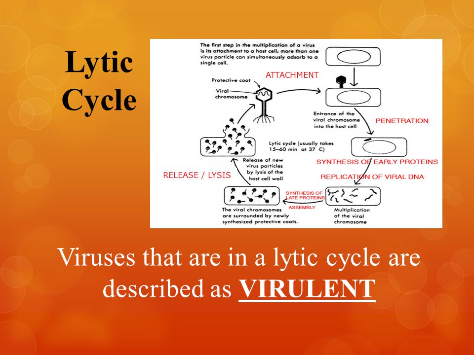 Lytic Cycle Viruses that are in a lytic cycle are described as VIRULENT RELEASE / LYSIS ATTACHMENT