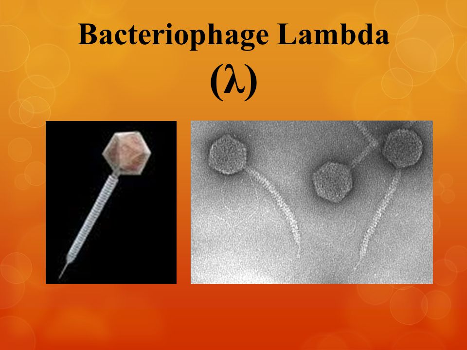 Bacteriophage Lambda (λ)