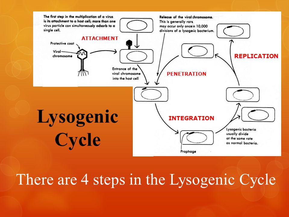 Lysogenic Cycle There are 4 steps in the Lysogenic Cycle NNNNNNNNNN NNNNNNNNNN NNNNNNNNNN NNNNNNNNNN NNNNN nnn nnn nnn nnn nnn nnd ddd ATTACHMENT PENETRATION INTEGRATION REPLICATION