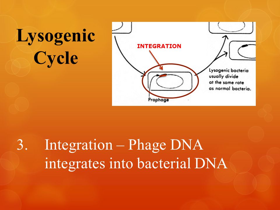 Lysogenic Cycle INTEGRATION 3.Integration – Phage DNA integrates into bacterial DNA