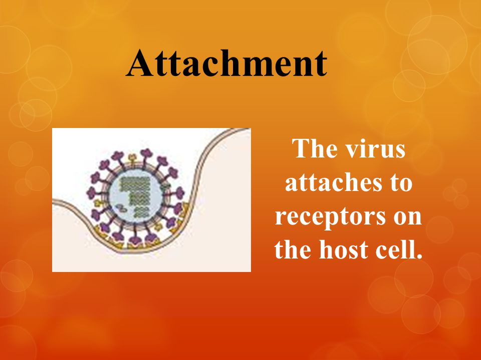Attachment The virus attaches to receptors on the host cell.