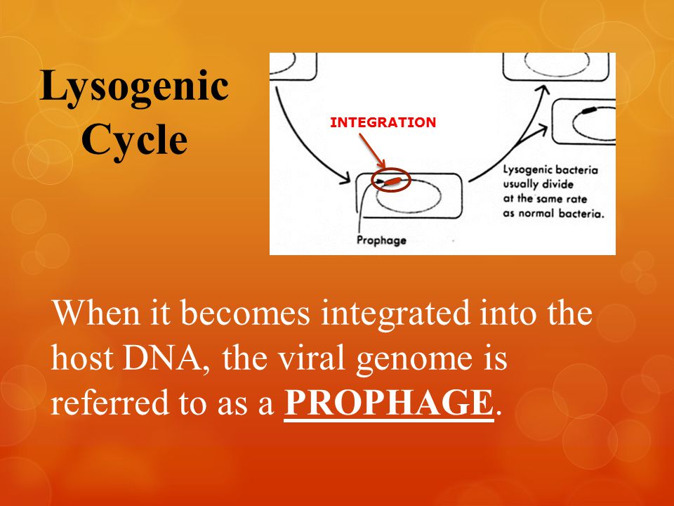 Lysogenic Cycle INTEGRATION When it becomes integrated into the host DNA, the viral genome is referred to as a PROPHAGE.