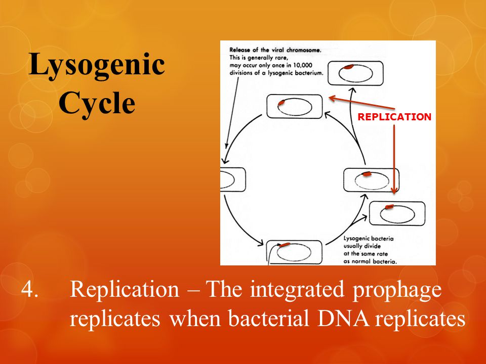 Lysogenic Cycle REPLICATION 4.Replication – The integrated prophage replicates when bacterial DNA replicates