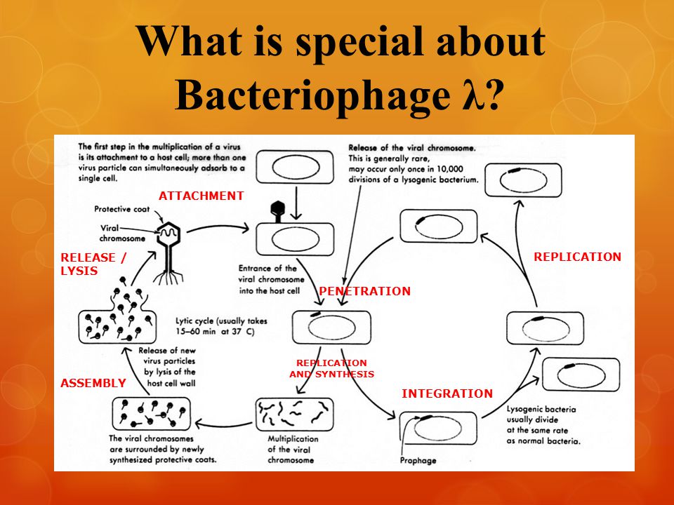 What is special about Bacteriophage λ.