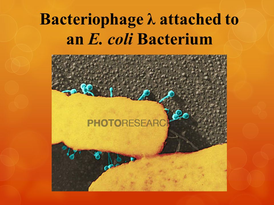 Bacteriophage λ attached to an E. coli Bacterium