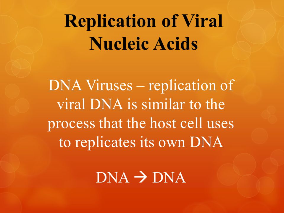 Replication of Viral Nucleic Acids DNA Viruses – replication of viral DNA is similar to the process that the host cell uses to replicates its own DNA DNA  DNA