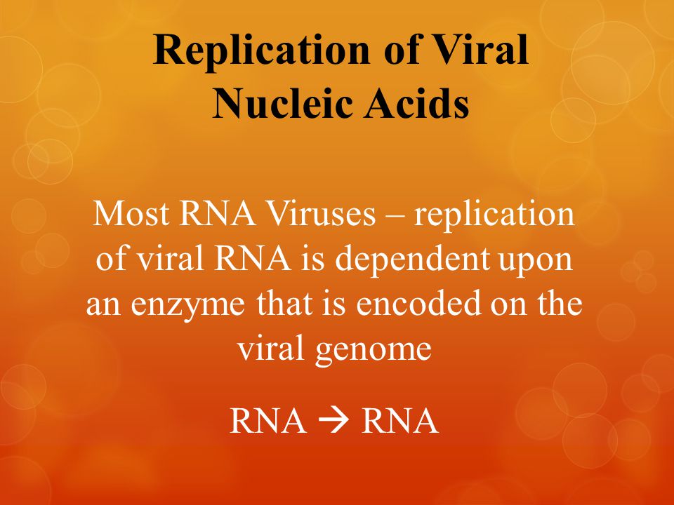 Replication of Viral Nucleic Acids Most RNA Viruses – replication of viral RNA is dependent upon an enzyme that is encoded on the viral genome RNA  RNA