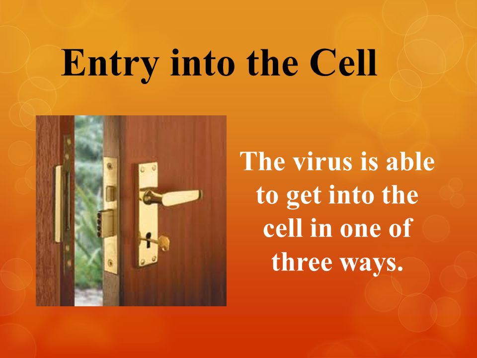 The virus is able to get into the cell in one of three ways. Entry into the Cell
