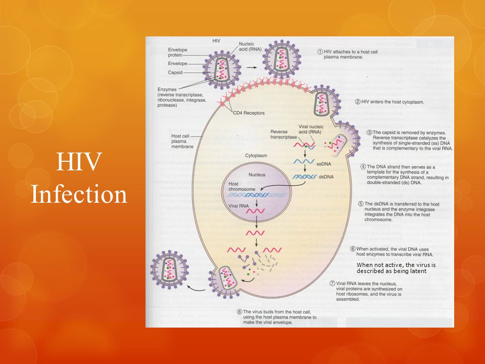 HIV Infection When not active, the virus is described as being latent