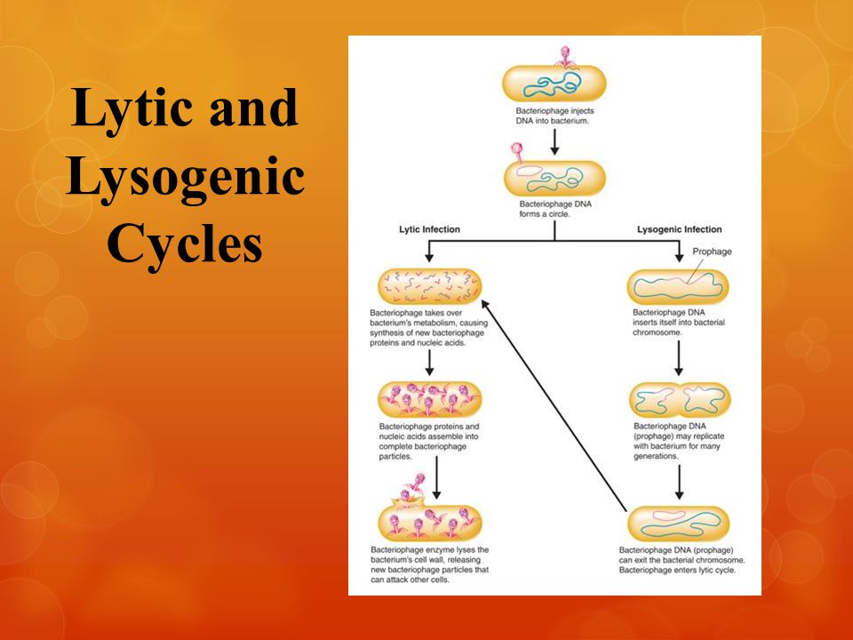 Lytic and Lysogenic Cycles