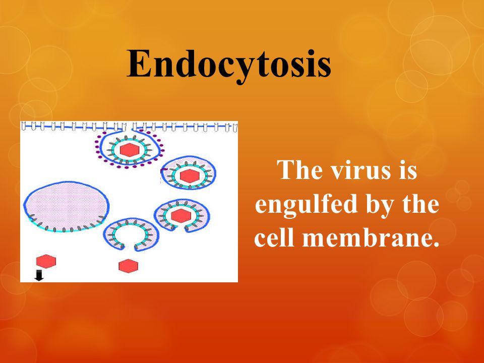 The virus is engulfed by the cell membrane. Endocytosis