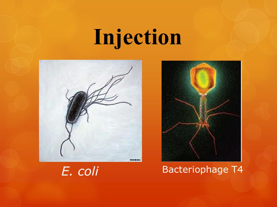 Injection E. coli Bacteriophage T4