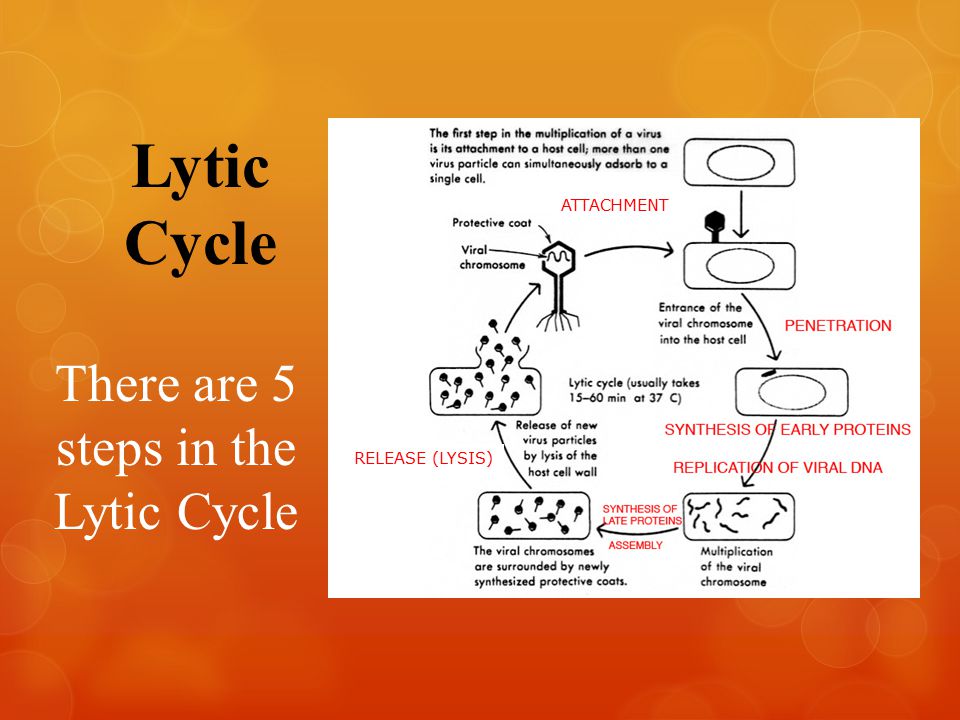 Lytic Cycle There are 5 steps in the Lytic Cycle RELEASE (LYSIS) ATTACHMENT