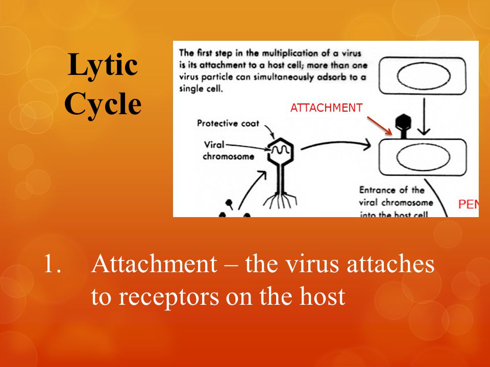 Lytic Cycle 1.Attachment – the virus attaches to receptors on the host ATTACHMENT
