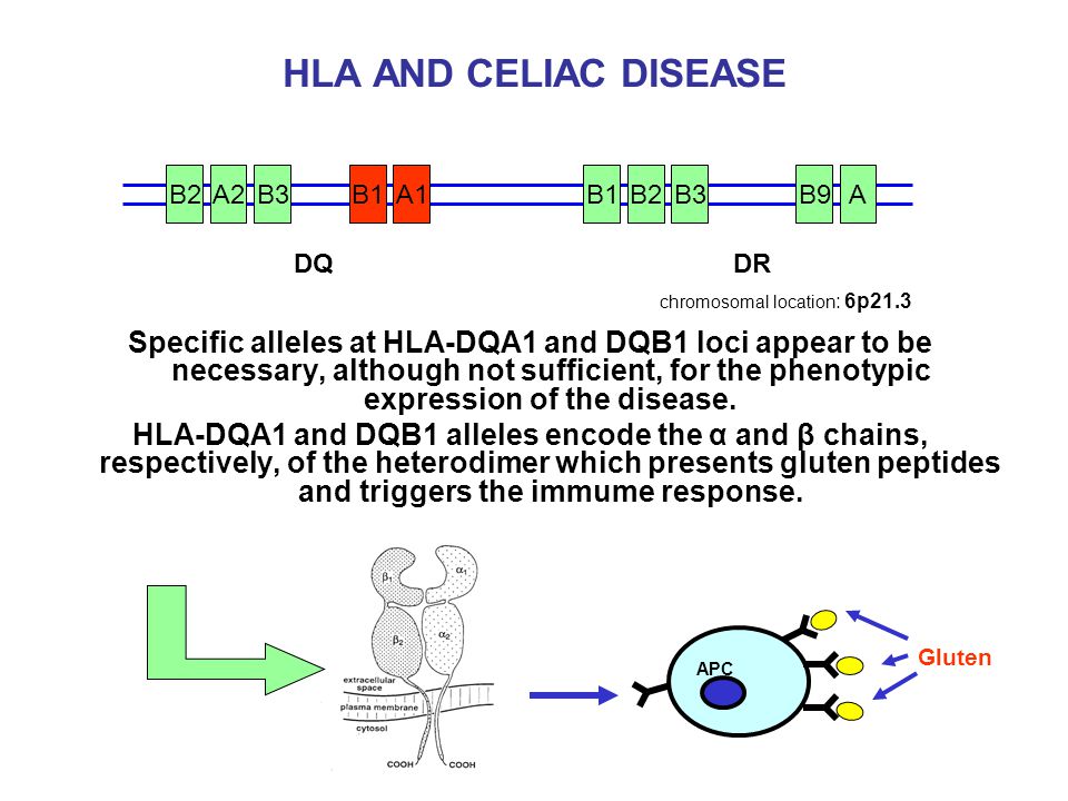 HLA AND CELIAC DISEASE Specific alleles at HLA-DQA1 and DQB1 loci appear to...