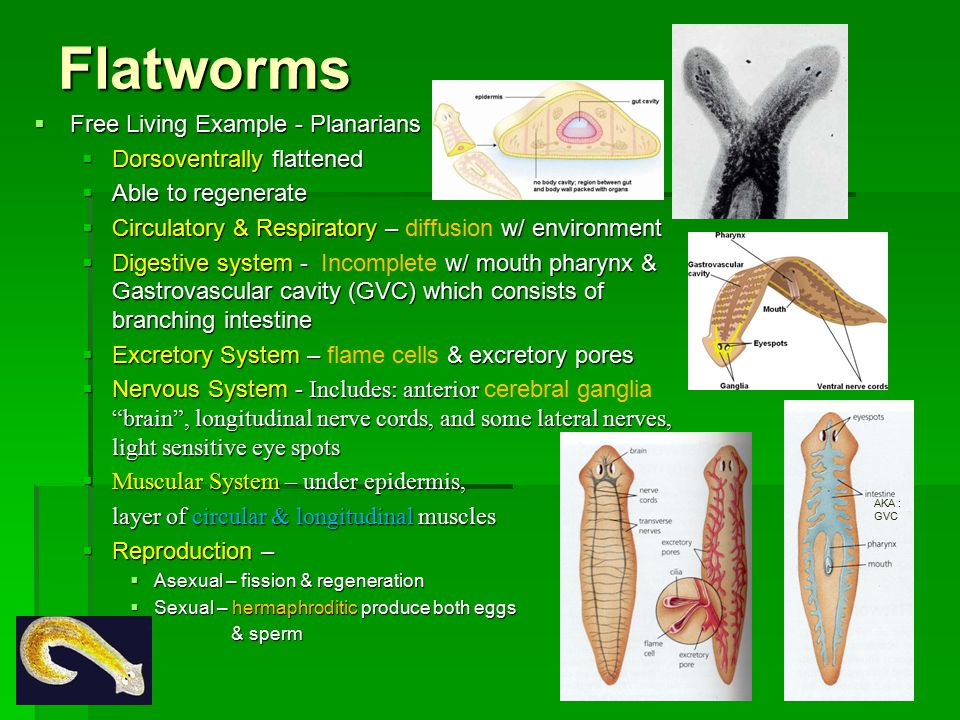 Platyhelminthes nemathelminthes ppt, Regnul Animalia, Phylum platyhelminthes ppt