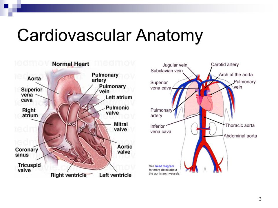 3 Cardiovascular Anatomy
