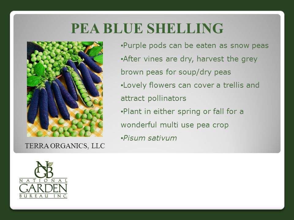 PEA BLUE SHELLING Purple pods can be eaten as snow peas After vines are dry, harvest the grey brown peas for soup/dry peas Lovely flowers can cover a trellis and attract pollinators Plant in either spring or fall for a wonderful multi use pea crop Pisum sativum TERRA ORGANICS, LLC