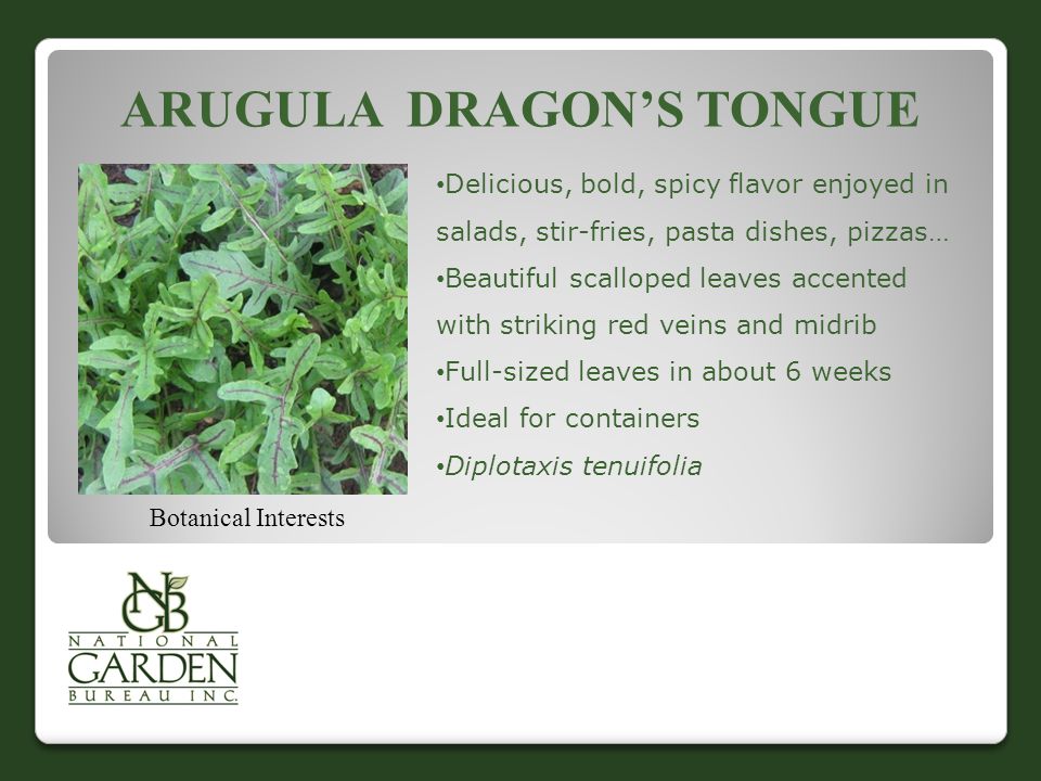 ARUGULA DRAGON’S TONGUE Botanical Interests Delicious, bold, spicy flavor enjoyed in salads, stir-fries, pasta dishes, pizzas… Beautiful scalloped leaves accented with striking red veins and midrib Full-sized leaves in about 6 weeks Ideal for containers Diplotaxis tenuifolia