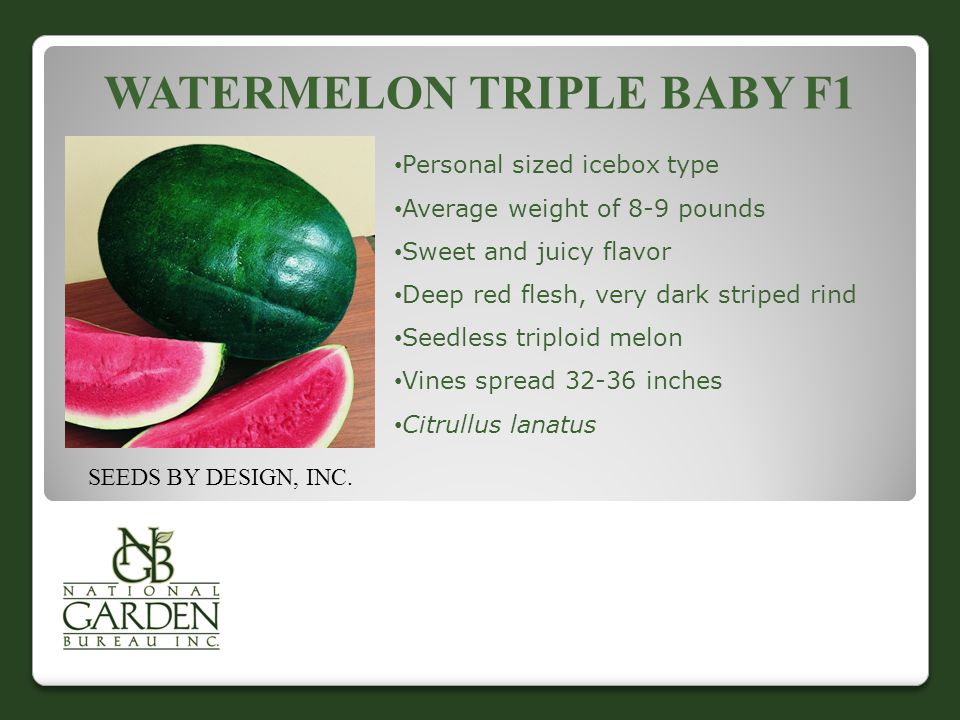 WATERMELON TRIPLE BABY F1 Personal sized icebox type Average weight of 8-9 pounds Sweet and juicy flavor Deep red flesh, very dark striped rind Seedless triploid melon Vines spread inches Citrullus lanatus SEEDS BY DESIGN, INC.