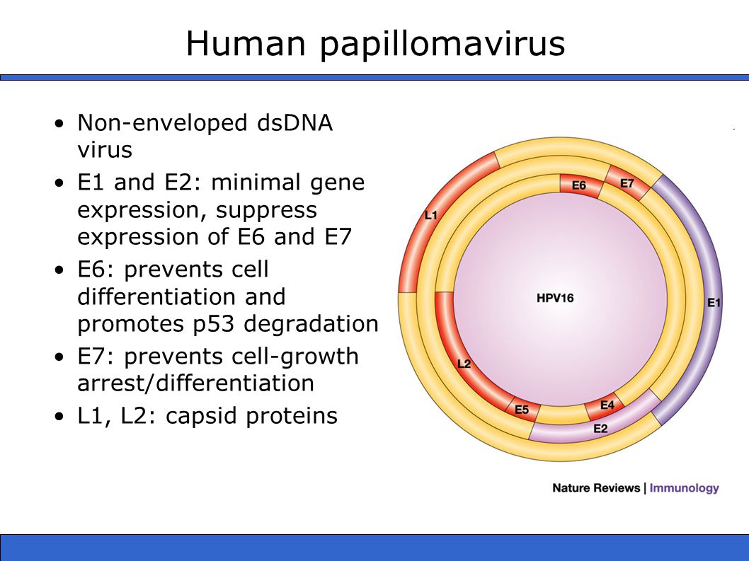 human papillomavirus virology