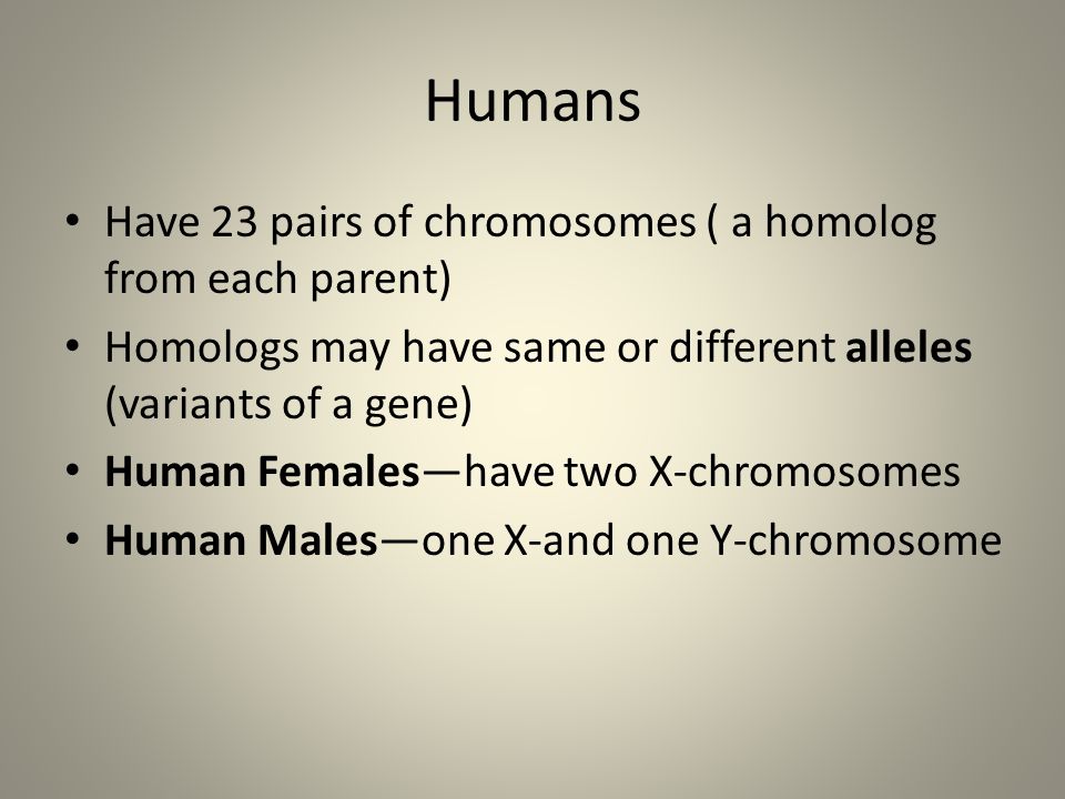 Humans Have 23 pairs of chromosomes ( a homolog from each parent) Homologs may have same or different alleles (variants of a gene) Human Females—have two X-chromosomes Human Males—one X-and one Y-chromosome