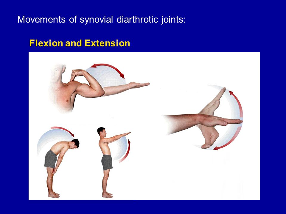 Movements of synovial diarthrotic joints: Flexion and Extension
