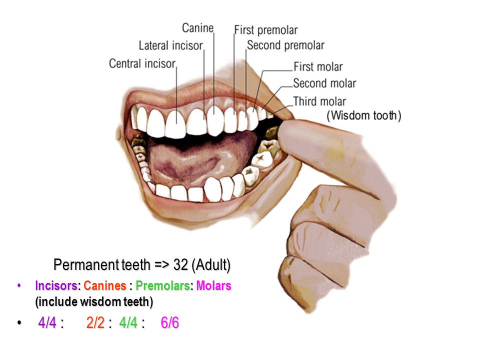 The Teeth Adult Teeth An adult has 32 permanent teeth. 
