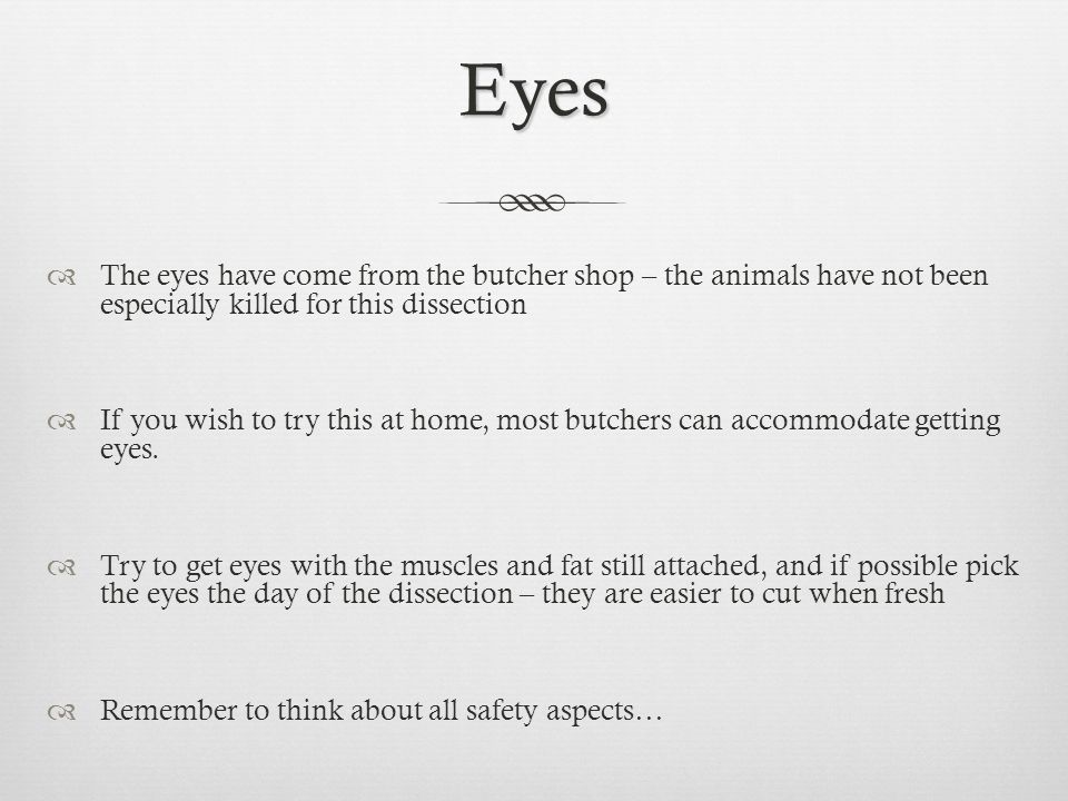 Eyes  The eyes have come from the butcher shop – the animals have not been especially killed for this dissection  If you wish to try this at home, most butchers can accommodate getting eyes.