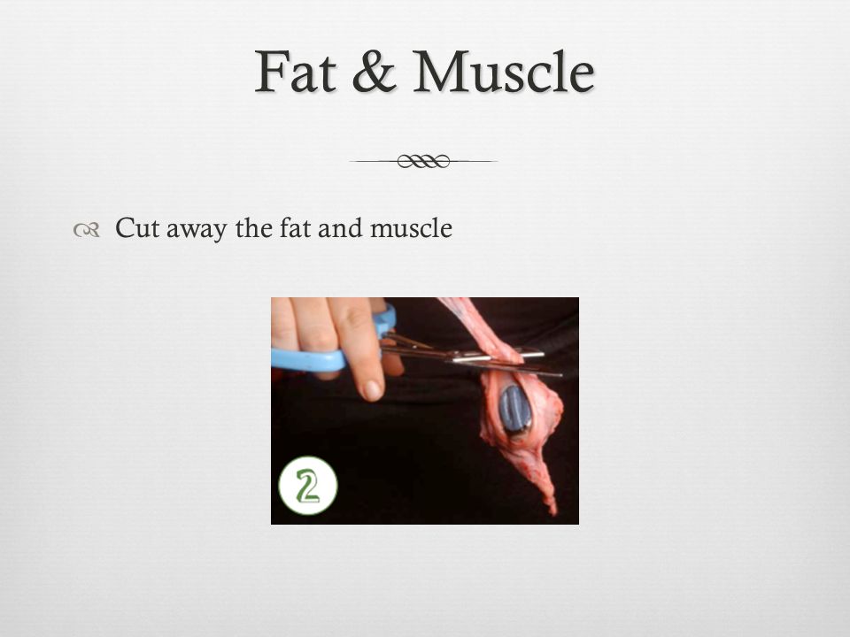 Fat & Muscle  Cut away the fat and muscle