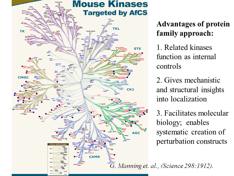 Advantages of protein family approach: 1. Related kinases function as internal controls 2.