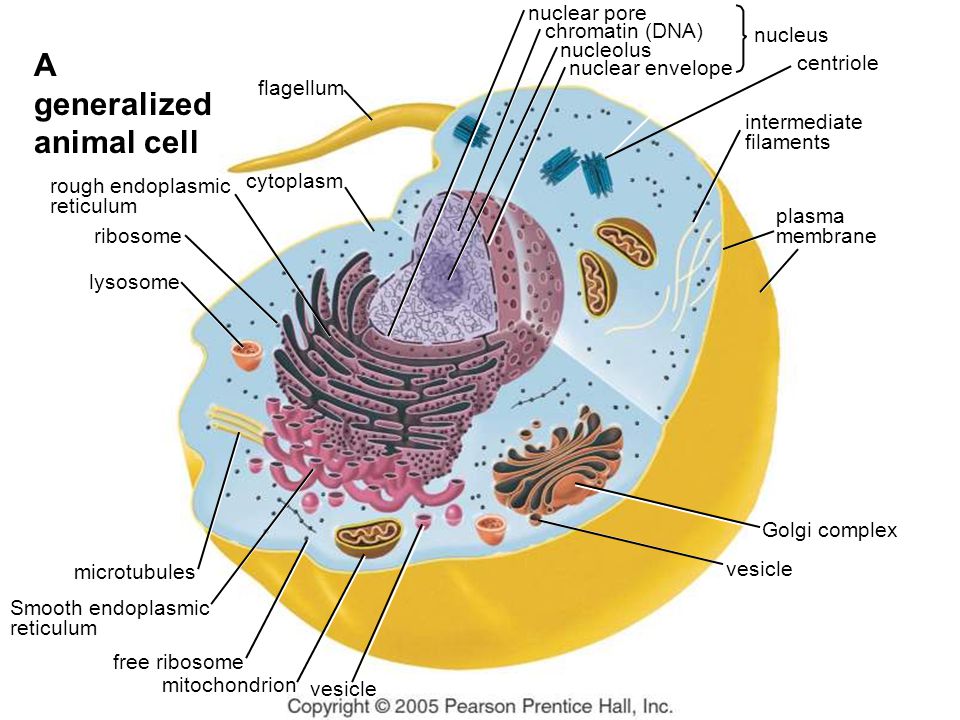 mitochondrion vesicle cytoplasm flagellum lysosome centriole Golgi complex vesicle nuclear pore nuclear envelope chromatin (DNA) nucleolus nucleus ribosome free ribosome microtubules rough endoplasmic reticulum Smooth endoplasmic reticulum plasma membrane intermediate filaments A generalized animal cell