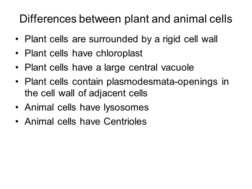 Differences between plant and animal cells Plant cells are surrounded by a rigid cell wall Plant cells have chloroplast Plant cells have a large central vacuole Plant cells contain plasmodesmata-openings in the cell wall of adjacent cells Animal cells have lysosomes Animal cells have Centrioles