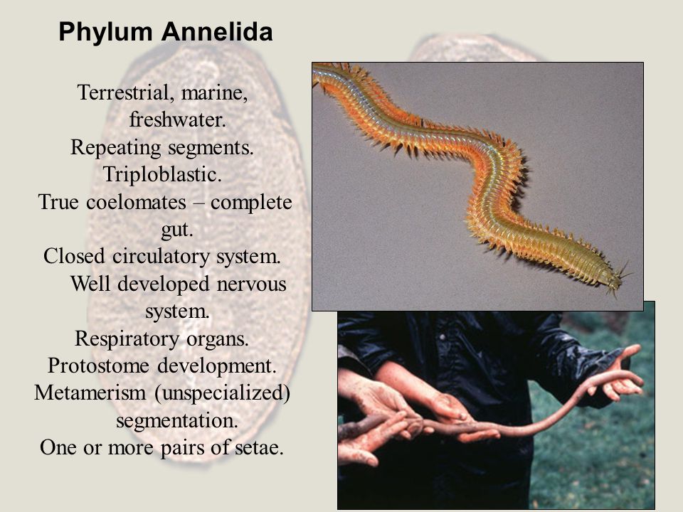 Phylum Annelida. Terrestrial, marine, freshwater. Repeating segments.  Triploblastic. True coelomates – complete gut. Closed circulatory system.  Well developed. - ppt download