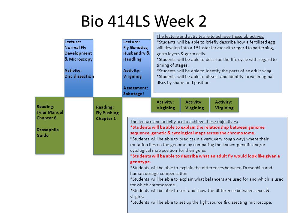 Bio 414LS Week 2 Lecture: Normal Fly Development & Microscopy Activity: Disc dissection Lecture: Fly Genetics, Husbandry & Handling Activity: Virgining Assessment: Sabotage.