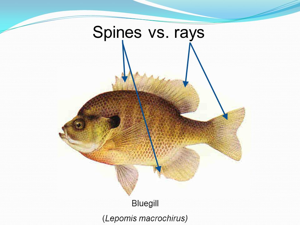 Spines vs. rays Bluegill (Lepomis macrochirus)