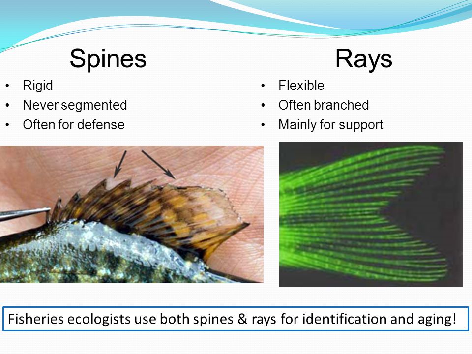 Spines Rigid Never segmented Often for defense Rays Flexible Often branched Mainly for support Fisheries ecologists use both spines & rays for identification and aging!