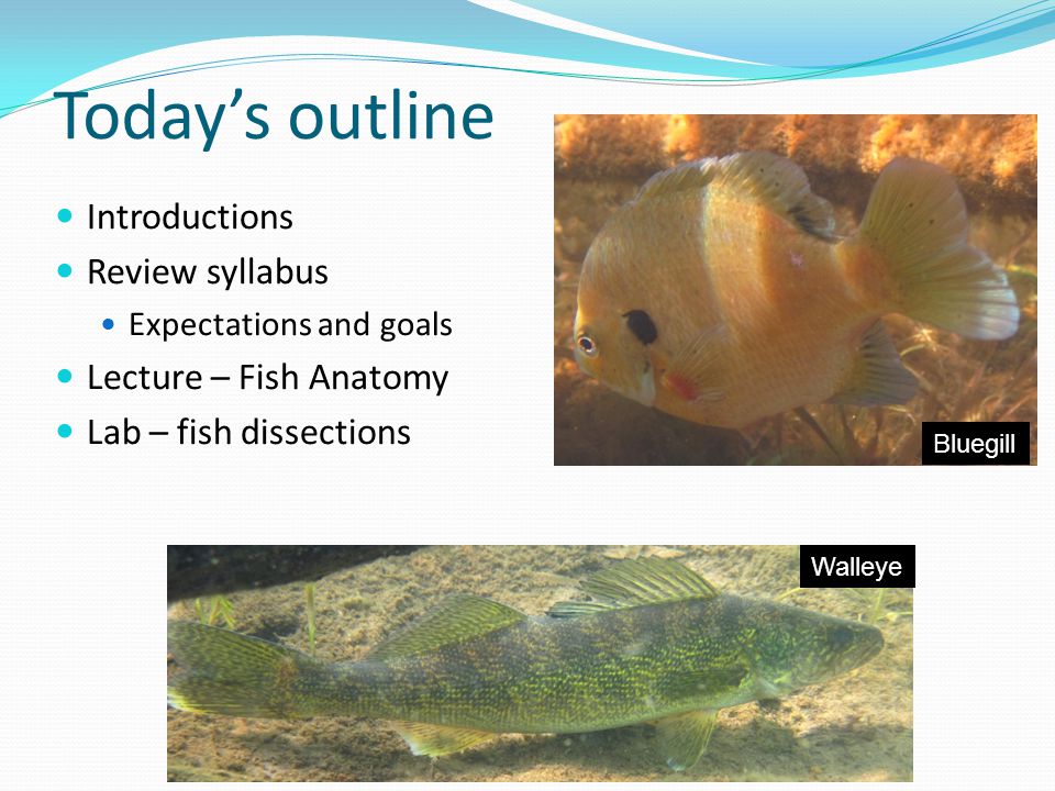 Today’s outline Introductions Review syllabus Expectations and goals Lecture – Fish Anatomy Lab – fish dissections Walleye Bluegill