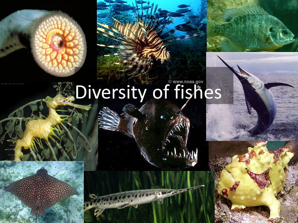 Diversity of fishes