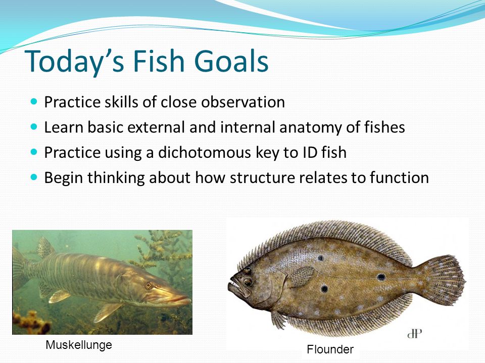 Today’s Fish Goals Practice skills of close observation Learn basic external and internal anatomy of fishes Practice using a dichotomous key to ID fish Begin thinking about how structure relates to function Muskellunge Flounder