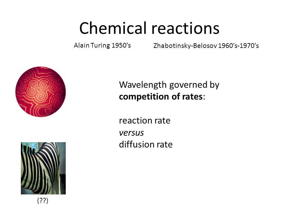 Chemical reactions ( ) Wavelength governed by competition of rates: reaction rate versus diffusion rate Alain Turing 1950’s Zhabotinsky-Belosov 1960’s-1970’s