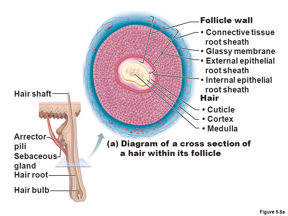 Figure 5.6a Hair shaft Arrector pili Sebaceous gland Hair root Hair bulb (a...