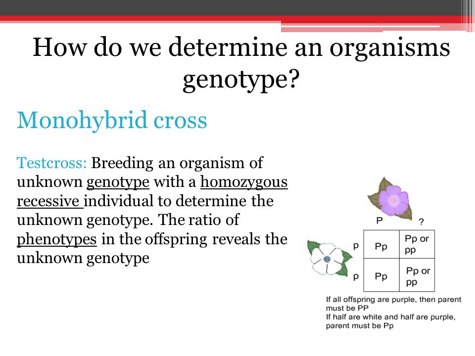 How do we determine an organisms genotype.