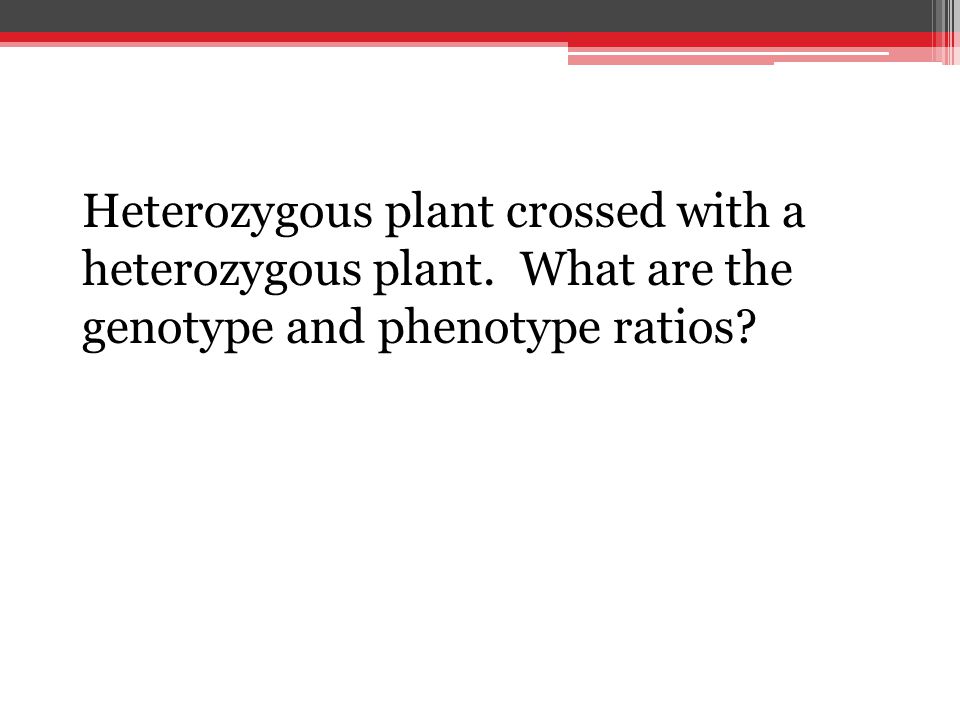 Heterozygous plant crossed with a heterozygous plant. What are the genotype and phenotype ratios