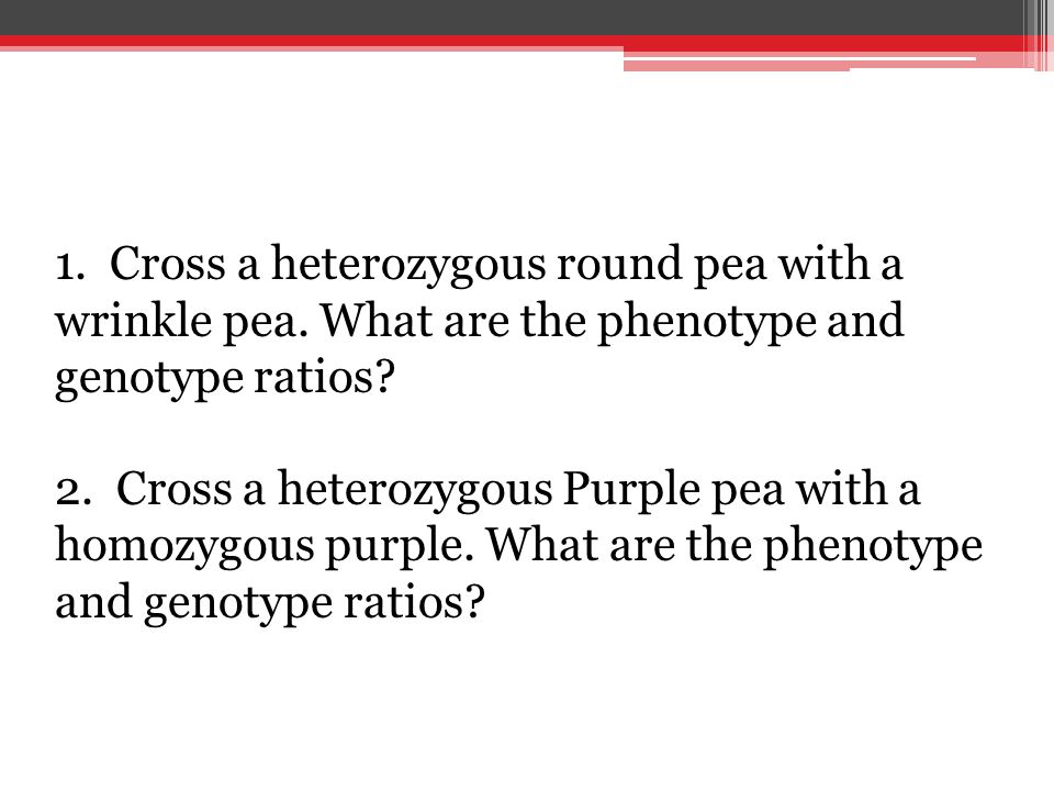 1. Cross a heterozygous round pea with a wrinkle pea.