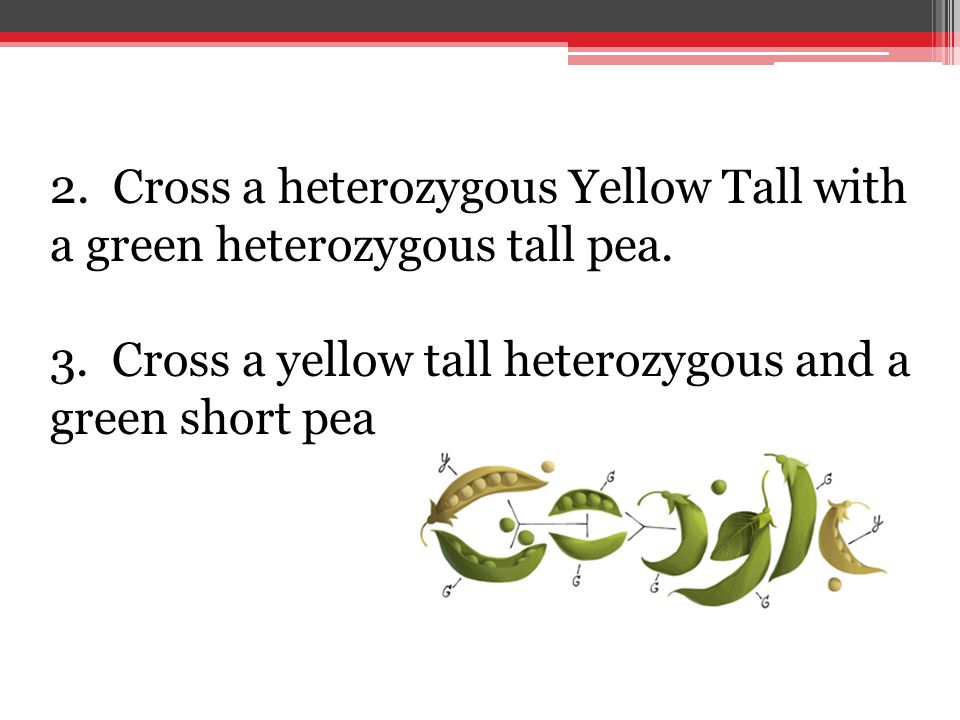 2. Cross a heterozygous Yellow Tall with a green heterozygous tall pea.