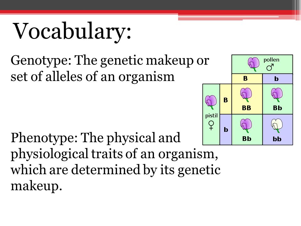 Vocabulary: Genotype: The genetic makeup or set of alleles of an organism Phenotype: The physical and physiological traits of an organism, which are determined by its genetic makeup.