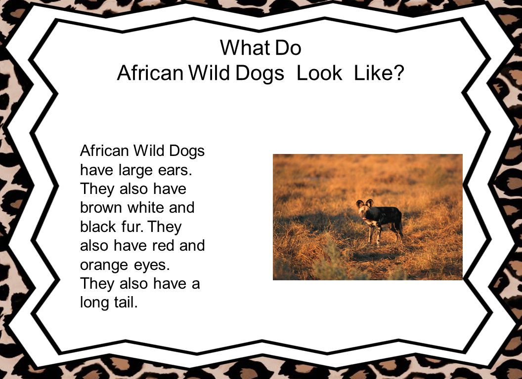 What Do African Wild Dogs Look Like. African Wild Dogs have large ears.