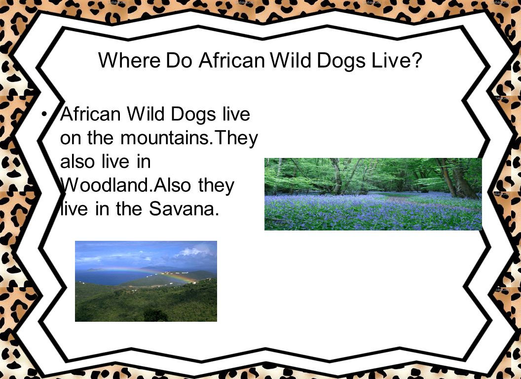 Where Do African Wild Dogs Live.