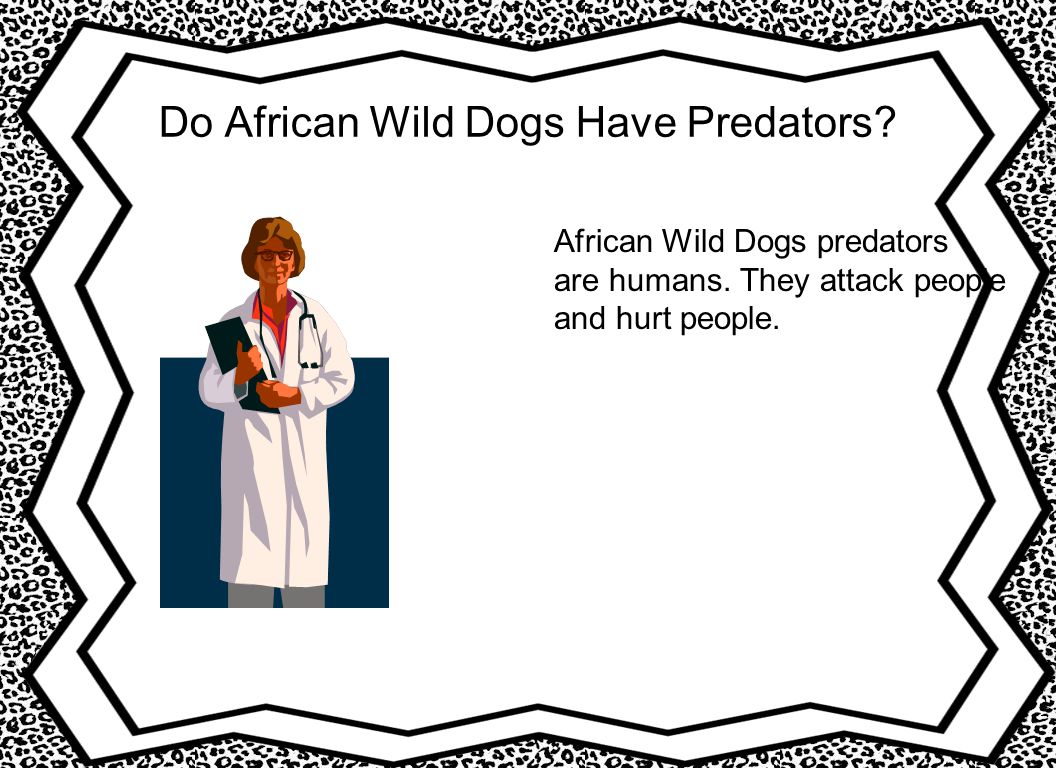 Do African Wild Dogs Have Predators. African Wild Dogs predators are humans.